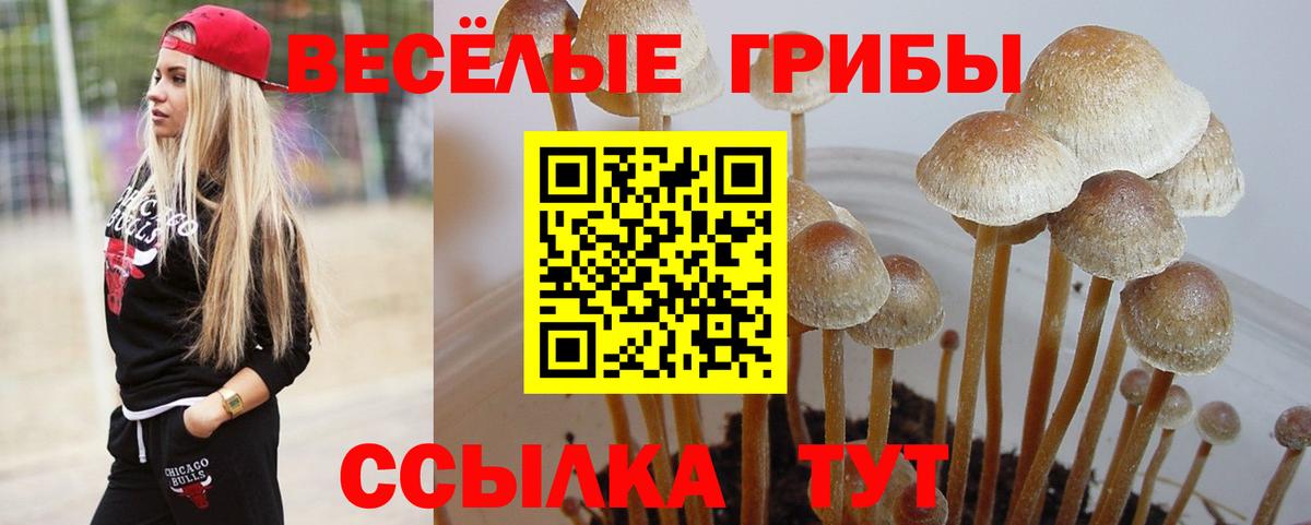 Галлюциногенные грибы Psilocybe  Вход с VPN  Хасавюрт 